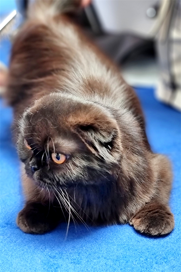 JDB电子·(中国区)试玩平台-JDB电子游戏官网